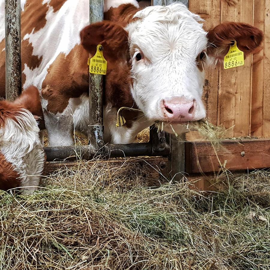 Schieplechnerhof Lägenhet Schladming Exteriör bild