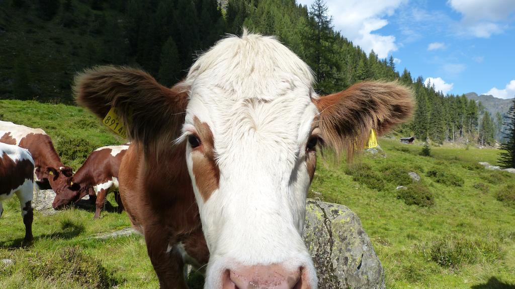 Schieplechnerhof Lägenhet Schladming Exteriör bild
