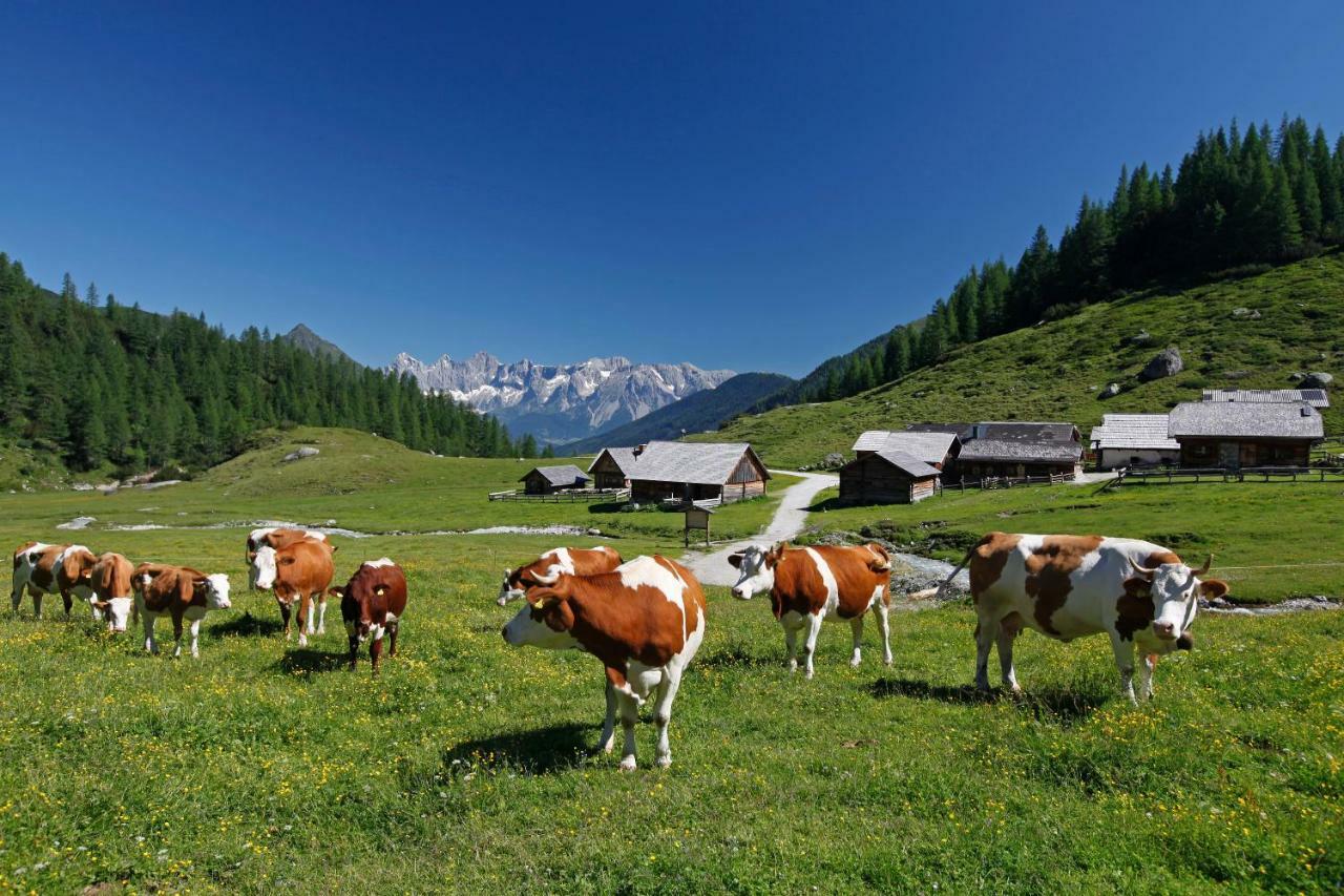 Schieplechnerhof Lägenhet Schladming Exteriör bild